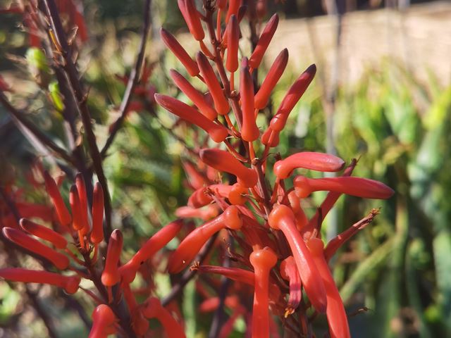 Aloe burgersfortensis flowers close up